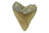 Serrated, Fossil Megalodon Tooth - North Carolina #338496-2